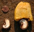 Cashew